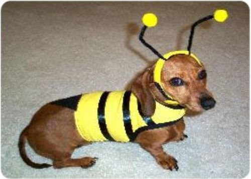 XX Small Bumble Bee Dog Costume