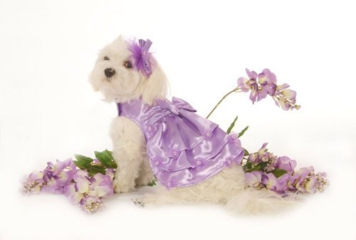 Medium Satin Dog Dress With Hat & Leash - Lavender