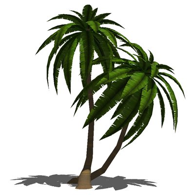 Palm tree