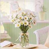 White Daisy