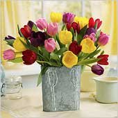Tulip
