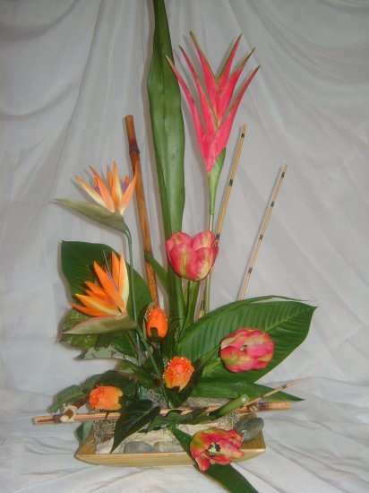 Rima Tropical