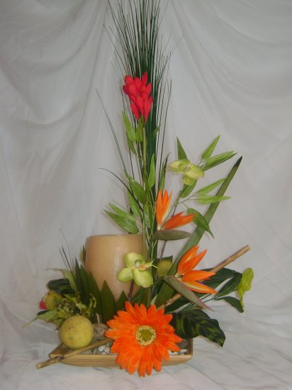 Rima Tropical Dream