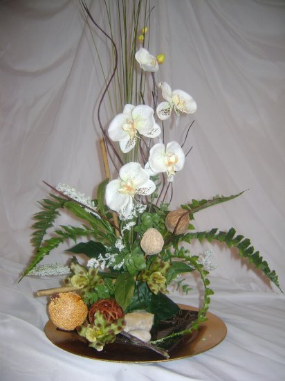 Rima Beauty orchid