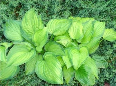 **HOSTA ** 'Guacamole' EASY TO GROW
