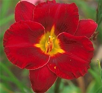 DAYLILIY Flower "Showgirl" Crimson Red Blooms