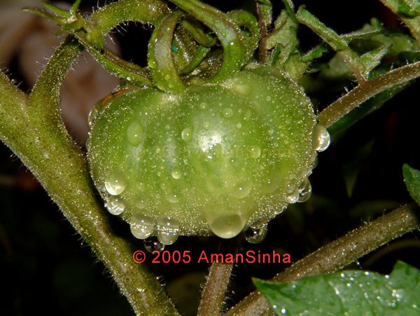 Tomato - 18in By 24in