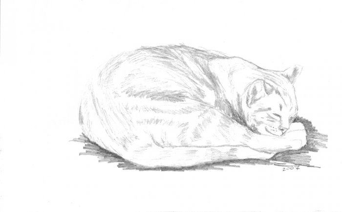 Original Graphite Pencil Drawing Curled Sleeping Cat Art by LJT