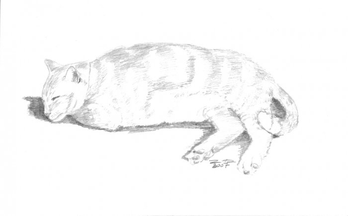 Original Graphite Pencil Drawing Resting Tabby Cat Art by LJT