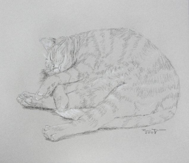 Original Black and White Conte Crayon Drawing Sleeping Tabby Cat toned paper Art by LJT