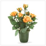 Orange Roses
