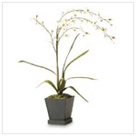 Everblooming White Orchids