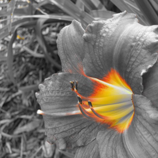 Floral Explosion