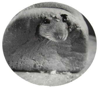 Rat in Bread Round Postcard