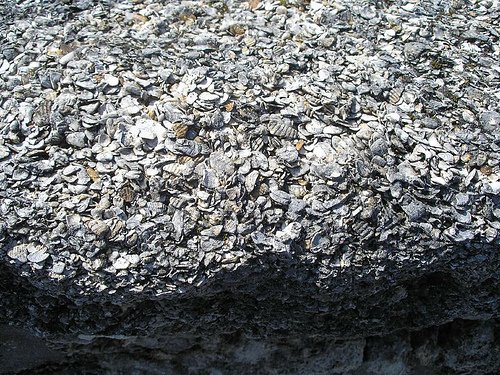 Large Coquina Stones