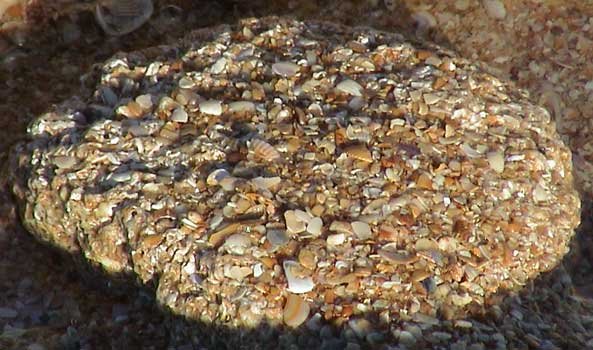 Medium Coquina Stones