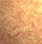 CheekUP: Sun Sear