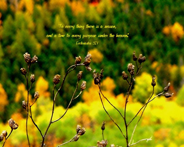 Fall Foilage**8"x10" Original Matted Photo**Eccl. 3:1