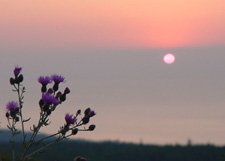Bee Balm Sunset**8"x10" Original Matted Photo