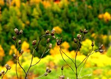 Fall Foilage**8"x10" Original Matted Photo