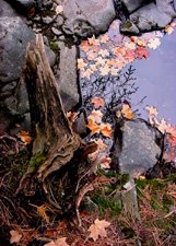 Fall Leaves Resting**8"x10" Matted Original Photo