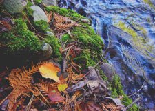Fall Collage**8"x10" Matted Original Photo