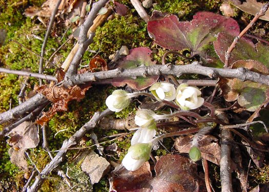First Spring Flowers**8"x10" Matted Original Photo