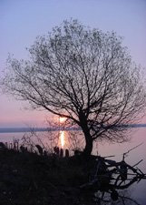 Tree Silhouette*8"x10" Matted Original Photo