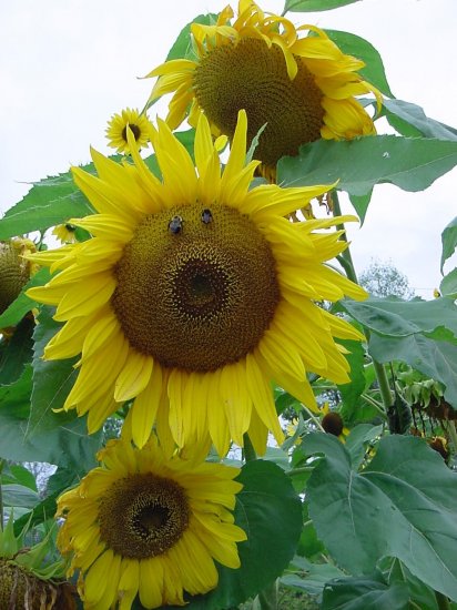Bee My Sunflower**8"x10" Matted original Photo