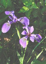 Irises**8"x10" Matted Original Photo