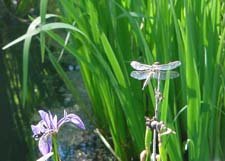 Dragonfly Wings**8"x10" **Original Matted Photo