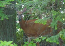 Deer In Woods**8"x10" Matted Original Photo