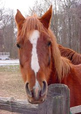 Horse Sense**8"x10" Matted Original Photo