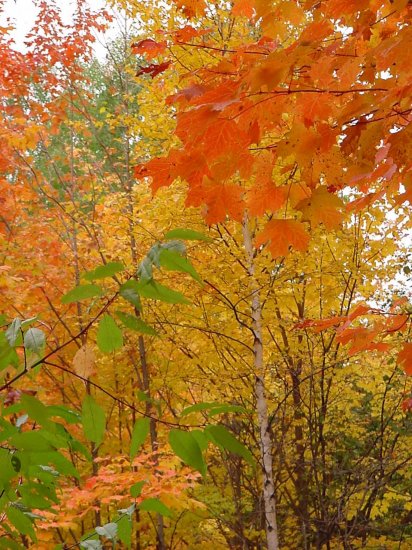 Fall Splendor**8"x10" Matted Original Photo