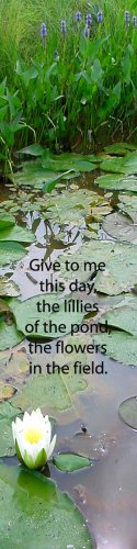 Water Lillies***Inspirational