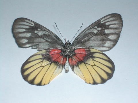 Lepidoptera Pictures