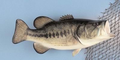 20" Largemouth Bass 6lb. reproduction fish mount/Taxidermy/Fishing/Hunting