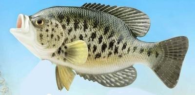12" WHITE CRAPPIE FISH MOUNT/ TAXIDERMY