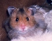 The Hamster Song