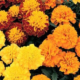 Want Great Marigolds This Spring? GREAT BLOOM 100 Seeds