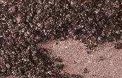 MAC Pigment * Copperbeam * 1/4 sample - $ave Pigments