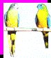 Turquoise Parrots