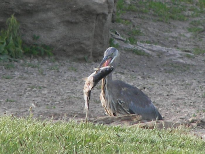 Bird with Fish