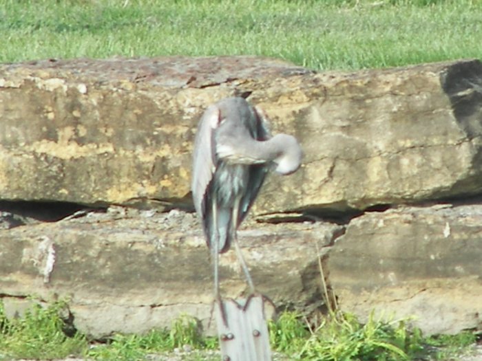 Bird