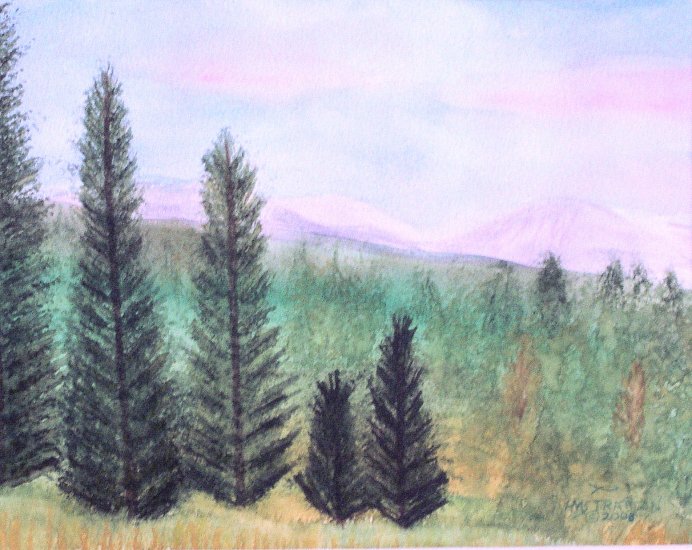 025 Lofty Mountain Pines