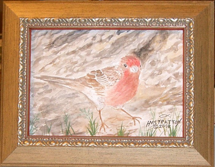 056 House Finch, framed