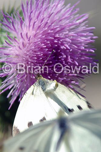 The Birds and The Butterflies - 8x10