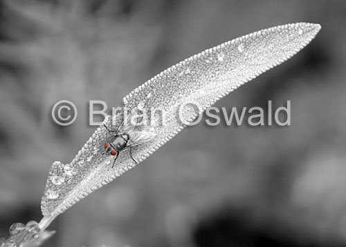 Fly Leaf 01 Selective Color - 8x10