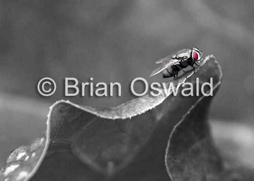 Fly Leaf 02 Selective Color - 5x7