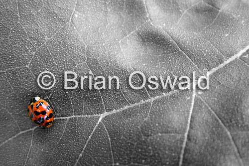 Lady Bug Leaf Selective Color - 8x10